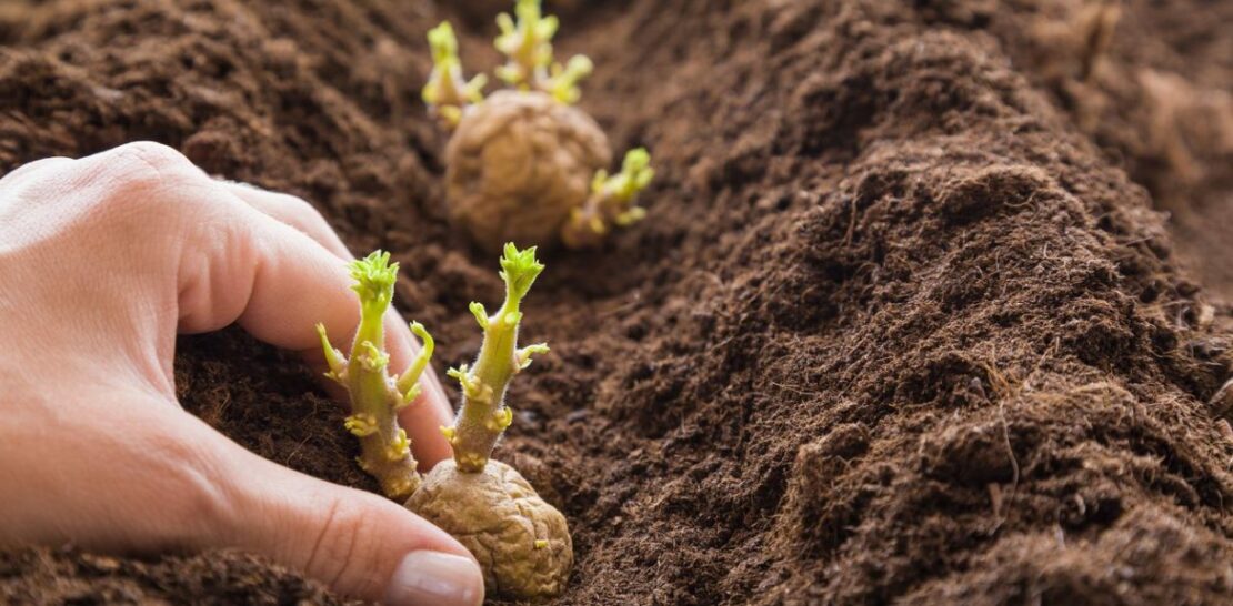 Guarding the Spud: A Comprehensive Guide to Plants and Vegetables to Avoid in the Vicinity of Potatoes