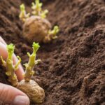 Guarding the Spud: A Comprehensive Guide to Plants and Vegetables to Avoid in the Vicinity of Potatoes