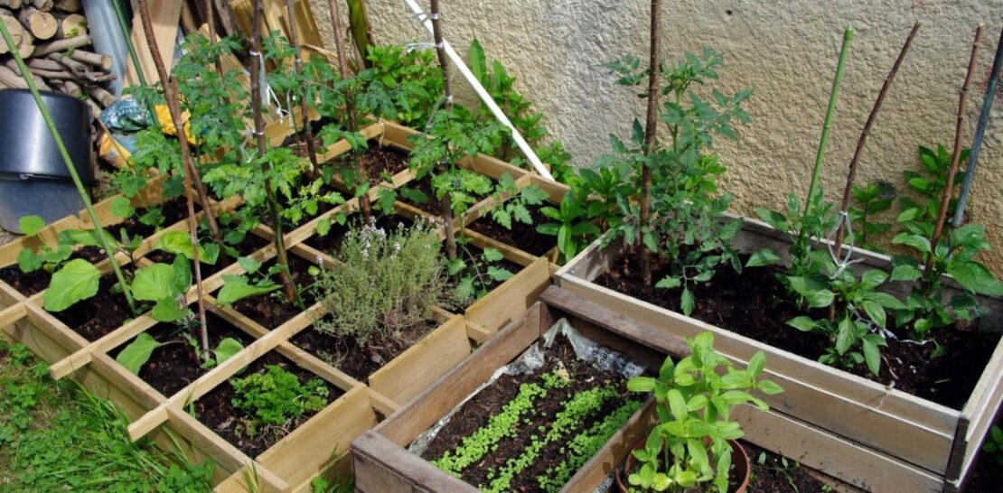 Mastering the Art of Vegetable Gardening: A Comprehensive Guide to Planting and Growing Your Own Produce