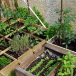 Mastering the Art of Vegetable Gardening: A Comprehensive Guide to Planting and Growing Your Own Produce