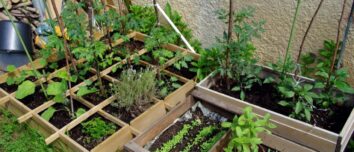 Mastering the Art of Vegetable Gardening: A Comprehensive Guide to Planting and Growing Your Own Produce