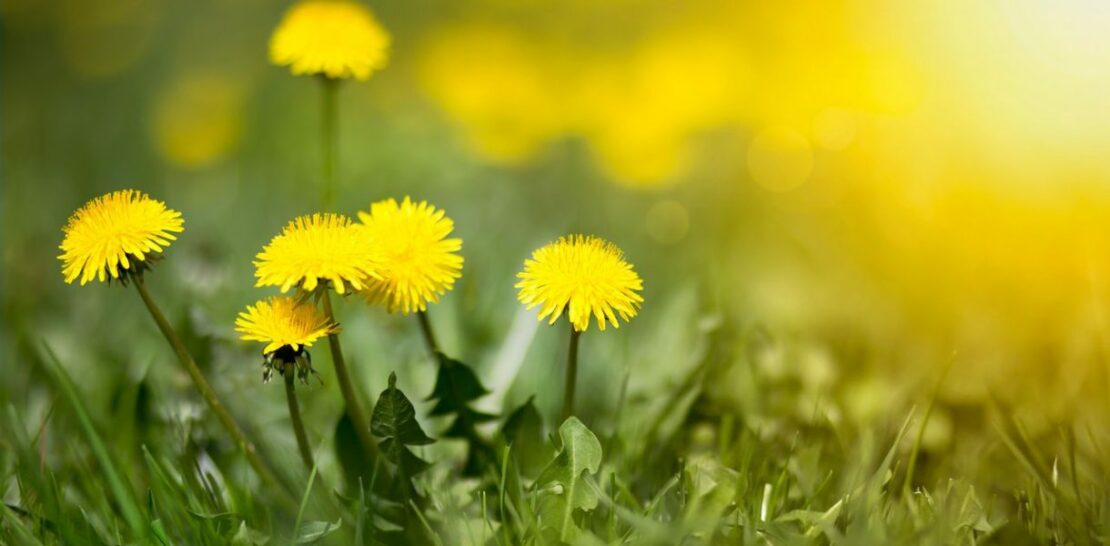 Waging War on Weeds The Ultimate Guide to Eliminating Dandelions from