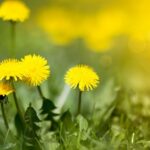 Waging War on Weeds: The Ultimate Guide to Eliminating Dandelions from Your Lawn