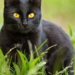 Unveiling the Mystery: 5 Remarkable Facts About Black Cats You Never Knew
