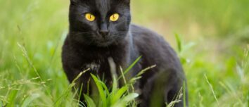 Unveiling the Mystery: 5 Remarkable Facts About Black Cats You Never Knew