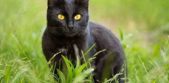 Unveiling the Mystery: 5 Remarkable Facts About Black Cats You Never Knew