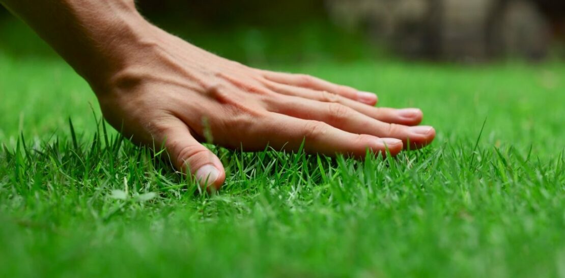 The Ultimate Guide to Sowing Grass: Timing, Techniques, and Tips for a Lush Lawn