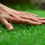 The Ultimate Guide to Sowing Grass: Timing, Techniques, and Tips for a Lush Lawn