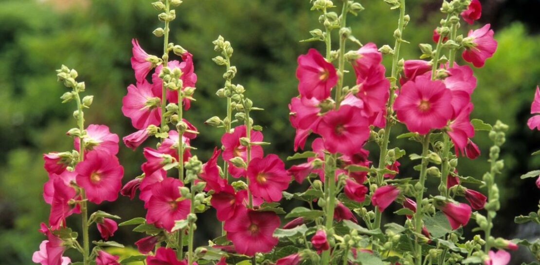 Hollyhocks: Growing and Planting the Majestic Queen of Gardens