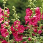 Hollyhocks: Growing and Planting the Majestic Queen of Gardens