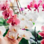 Reviving Your Orchid: A Comprehensive Guide to Reblooming in 5 Simple Steps