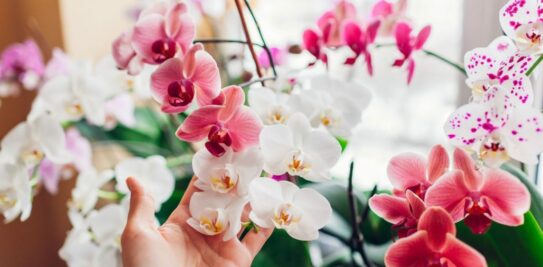 Reviving Your Orchid: A Comprehensive Guide to Reblooming in 5 Simple Steps