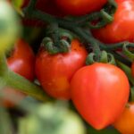 Baking Soda: The Secret Weapon for Thriving Tomato Plants