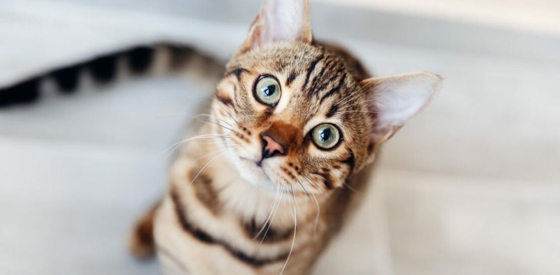 The Enchanting World of Bengal Cats: Your Ultimate Guide to This Exotic Feline Breed