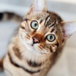 The Enchanting World of Bengal Cats: Your Ultimate Guide to This Exotic Feline Breed