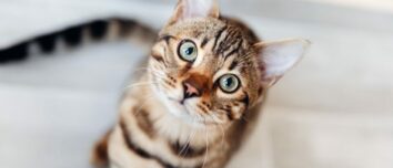 The Enchanting World of Bengal Cats: Your Ultimate Guide to This Exotic Feline Breed