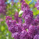 Spring Sensations: The 7 Best Flowers to Plant in Your Garden in April for a Blooming Wonderland