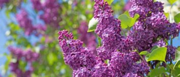 Spring Sensations: The 7 Best Flowers to Plant in Your Garden in April for a Blooming Wonderland