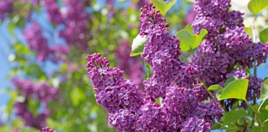 Spring Sensations: The 7 Best Flowers to Plant in Your Garden in April for a Blooming Wonderland