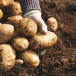 Mastering the Art of Potato Cultivation: Your Comprehensive Guide to Growing Potatoes Successfully
