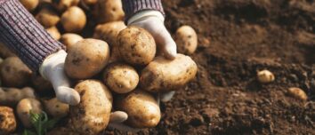 Mastering the Art of Potato Cultivation: Your Comprehensive Guide to Growing Potatoes Successfully