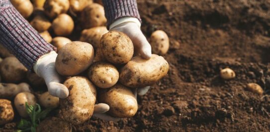 Mastering the Art of Potato Cultivation: Your Comprehensive Guide to Growing Potatoes Successfully