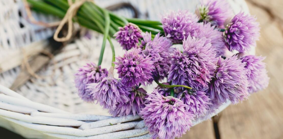 Cooking Chive Flowers to Impress: A Comprehensive Guide