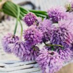 Cooking Chive Flowers to Impress: A Comprehensive Guide