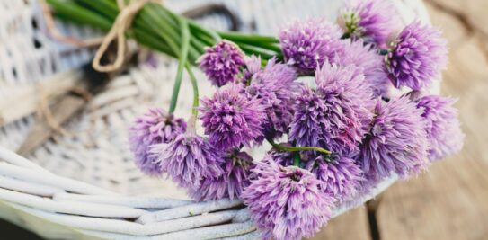 Cooking Chive Flowers to Impress: A Comprehensive Guide
