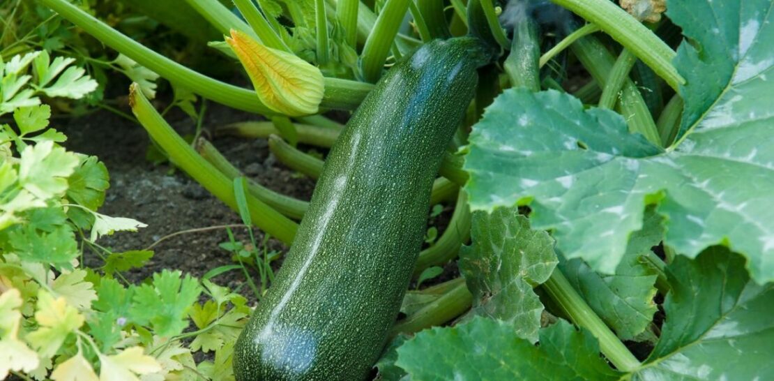 The Comprehensive Guide to Growing Zucchinis: From Planting to Harvesting