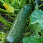 The Comprehensive Guide to Growing Zucchinis: From Planting to Harvesting
