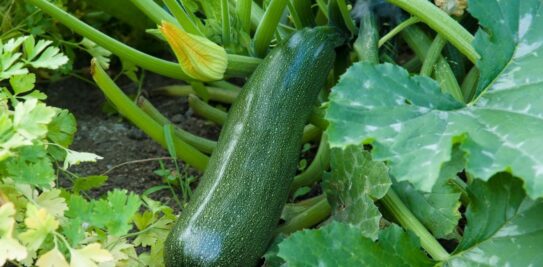 The Comprehensive Guide to Growing Zucchinis: From Planting to Harvesting