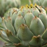 Perpetual Vegetables: The Ultimate Guide to Growing Once and Harvesting Forever