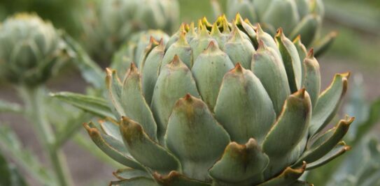 Perpetual Vegetables: The Ultimate Guide to Growing Once and Harvesting Forever