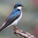 A Swallow SOS: Urgent Actions to Safeguard These Feathered Friends and How You Can Help