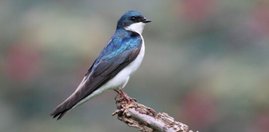 A Swallow SOS: Urgent Actions to Safeguard These Feathered Friends and How You Can Help