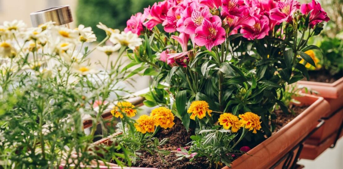 Enchanting Blossoms: 7 Stunning Flowers to Transform Your Terrace or Balcony