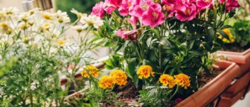 Enchanting Blossoms: 7 Stunning Flowers to Transform Your Terrace or Balcony