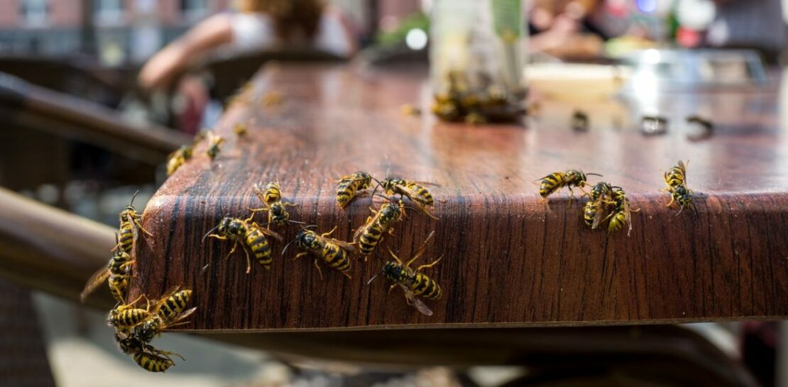 5 Natural and Chemical-Free Methods to Eliminate Wasps from Your Home