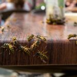5 Natural and Chemical-Free Methods to Eliminate Wasps from Your Home