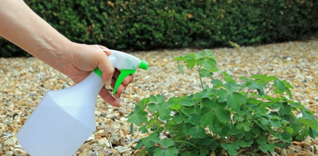 Unveiling the Ultimate Homemade White Vinegar Weedkiller Recipe for a Vibrant, Organic Garden