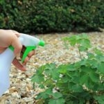 Unveiling the Ultimate Homemade White Vinegar Weedkiller Recipe for a Vibrant, Organic Garden