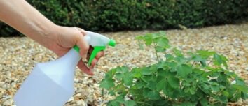 Unveiling the Ultimate Homemade White Vinegar Weedkiller Recipe for a Vibrant, Organic Garden