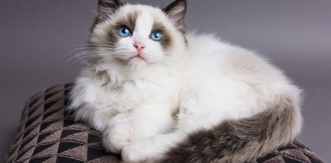 The Ragdoll Cat Breed: A Feline Friend with a Gentle, Endearing Character