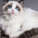 The Ragdoll Cat Breed: A Feline Friend with a Gentle, Endearing Character