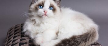 The Ragdoll Cat Breed: A Feline Friend with a Gentle, Endearing Character