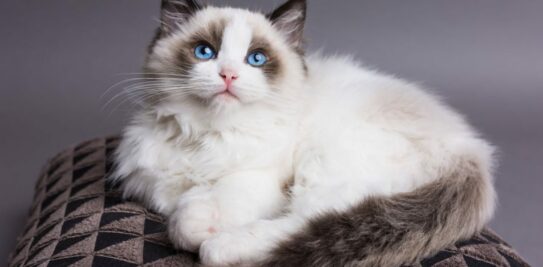 The Ragdoll Cat Breed: A Feline Friend with a Gentle, Endearing Character