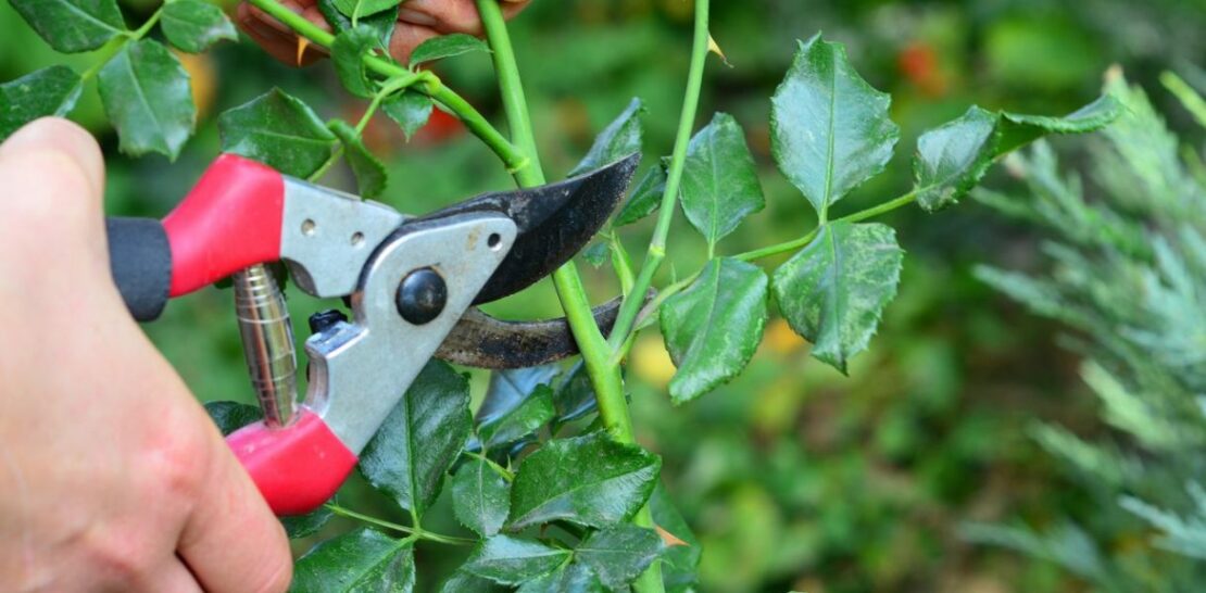 Unleash the Full Potential of Your Garden: 6 Must-Prune Plants for a Splendid Summer