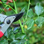 Unleash the Full Potential of Your Garden: 6 Must-Prune Plants for a Splendid Summer