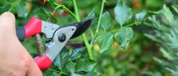 Unleash the Full Potential of Your Garden: 6 Must-Prune Plants for a Splendid Summer